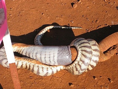 pilbara_snake_01.jpg