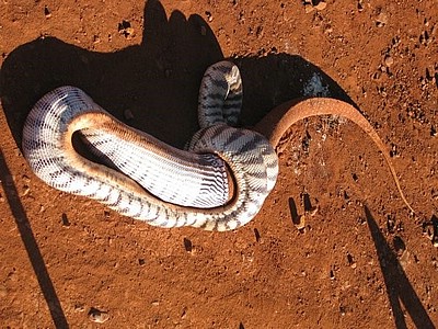 pilbara_snake_03.jpg