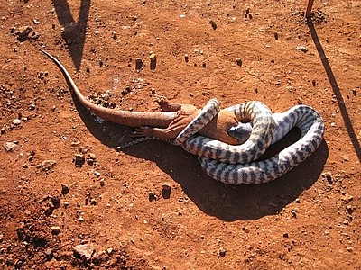 pilbara_snake_04.jpg