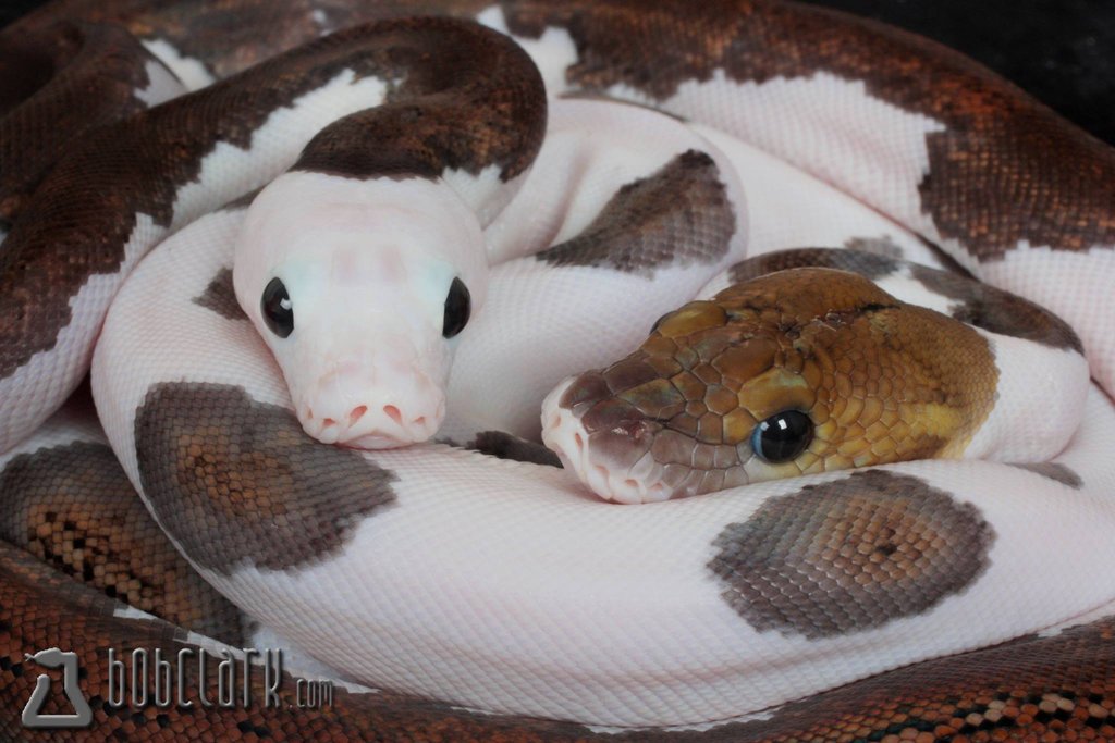 Piton reticulada Piedbald (Python reticulatus)