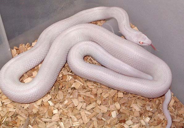 pituophis catenifer affinis blizzard.jpg