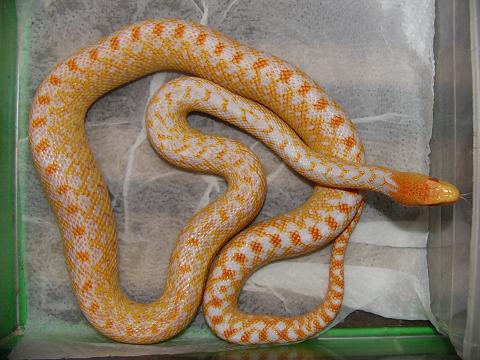 Pituophis catenifer annectans   albina applegate.JPG