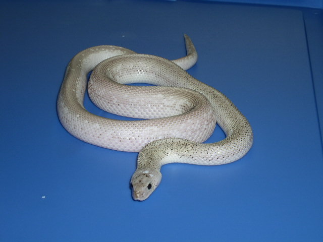 Pituophis melanoleucus sayi Axanthic White sided Speckled