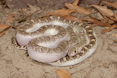 Pituophis melanoleucus sayi White sided