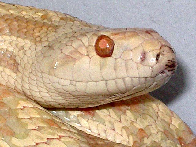 Pituophis melanoleucus snow cabeza.JPG