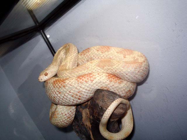 Pituophis melanoleucus snow .JPG