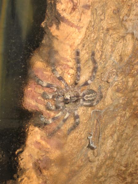 poecilotheria 003 (Medium).jpg