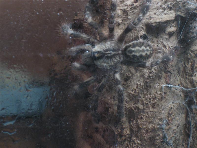 poecilotheria 007 (Medium).jpg