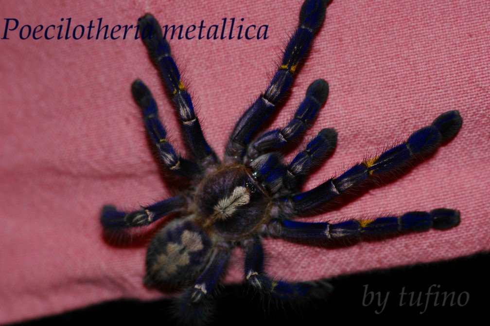 Poecilotheria metallica.1.JPG