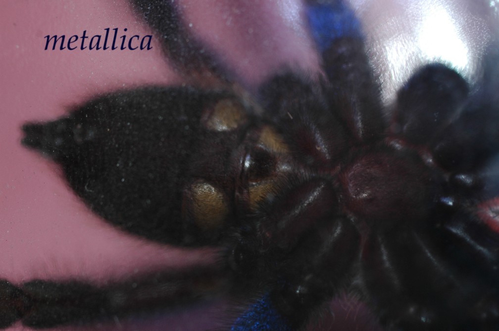 Poecilotheria metallica.2.JPG