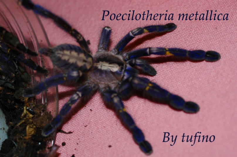 Poecilotheria metallica.3.JPG