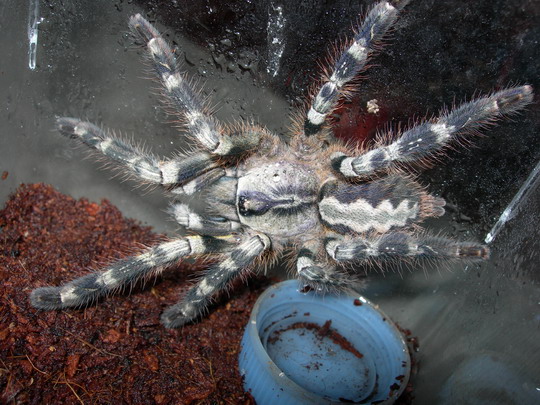 Poecilotheria regalis.jpg