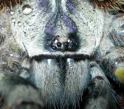 Poecilotheria regalis.jpg