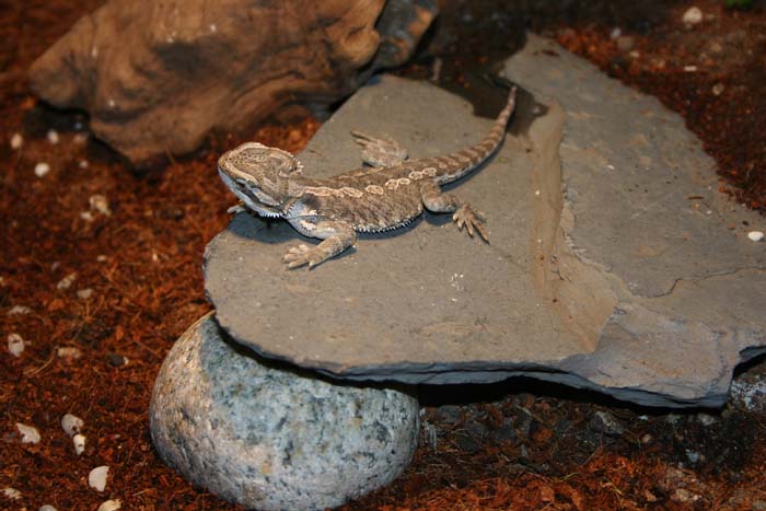 Pogona-1.jpg