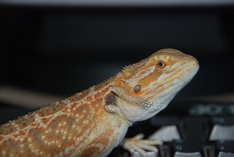 pogona 1.JPG