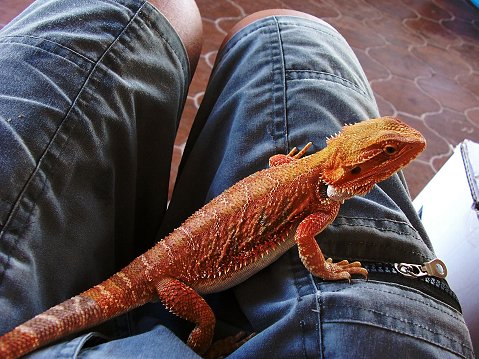 pogona blood-1.jpg