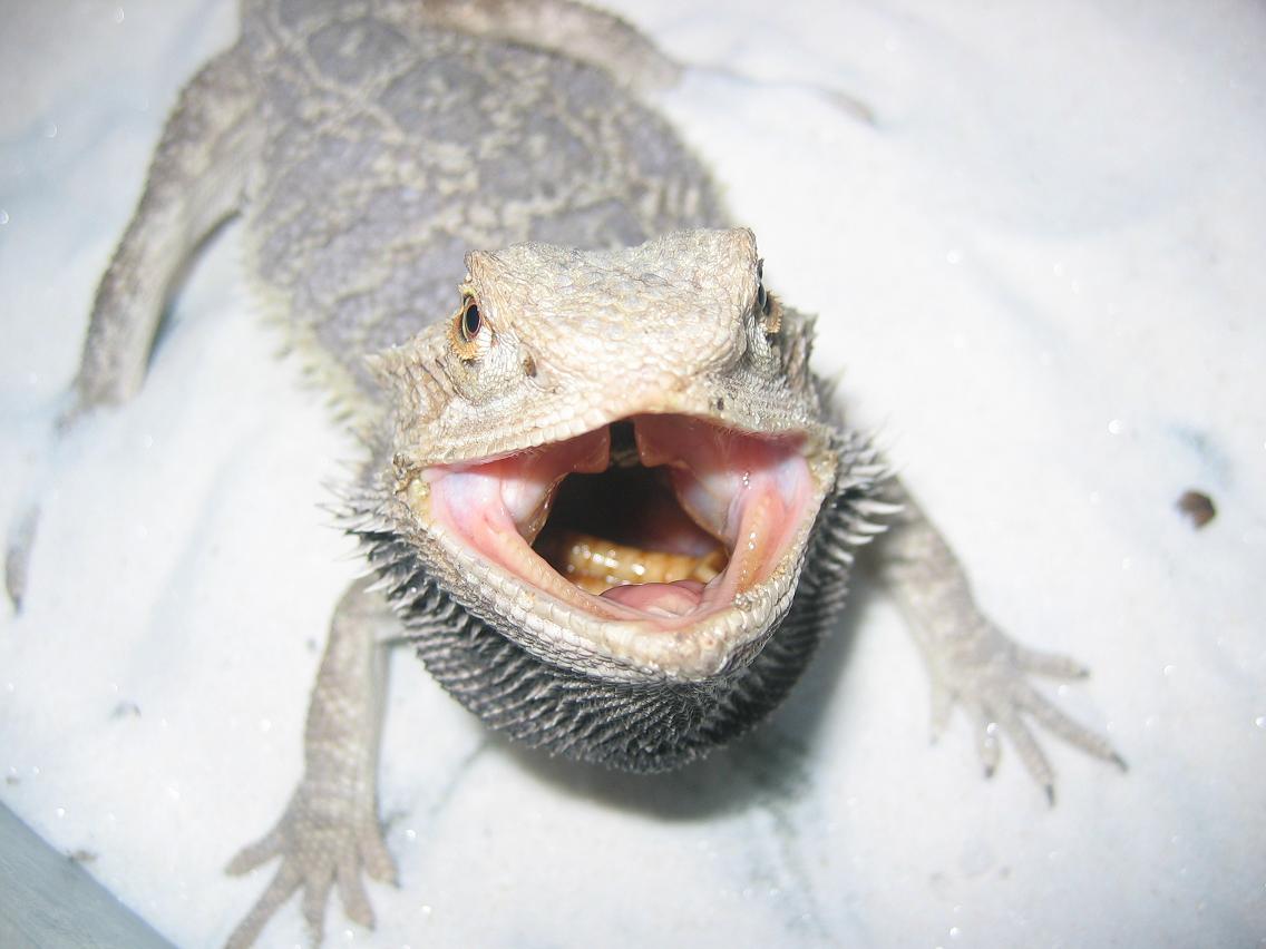 pogona+boca redu.JPG