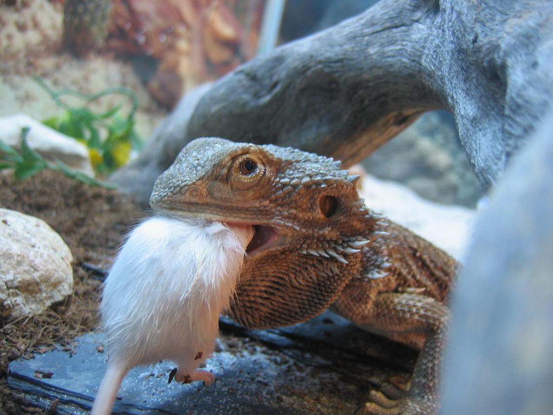 pogona comiendo.JPG