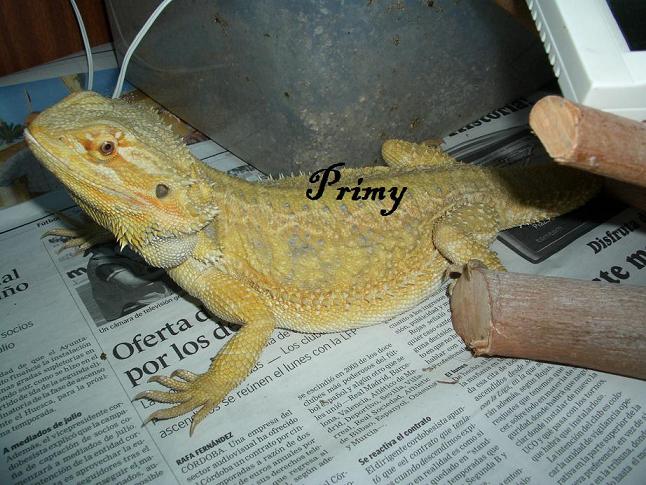 pogona hembra sept 07.JPG