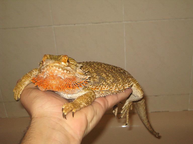 pogona macho reprod red.JPG