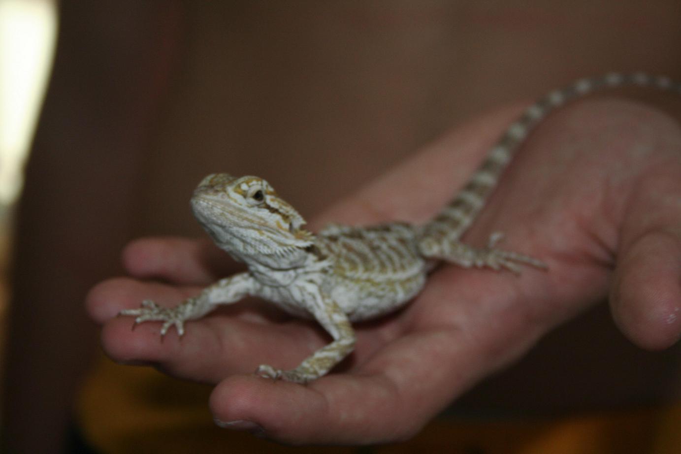 pogona reducida.JPG