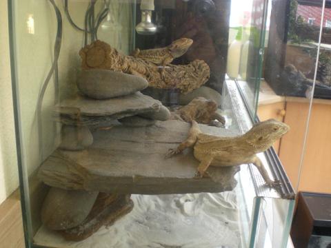 pogona subir 1.JPG