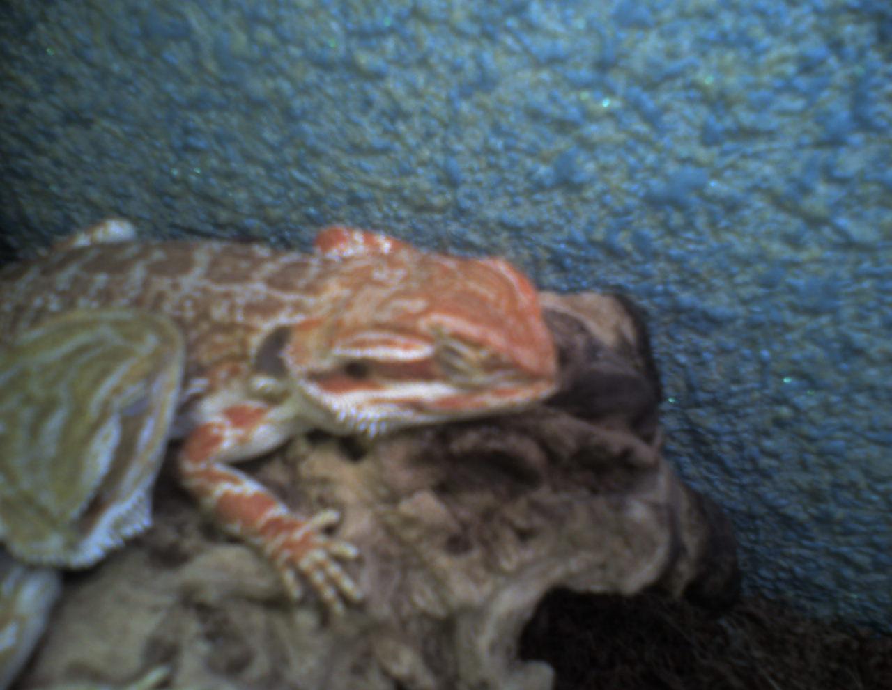 pogona vitticeps sandfire.jpg