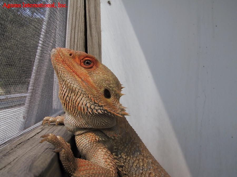 Pogona vitticeps