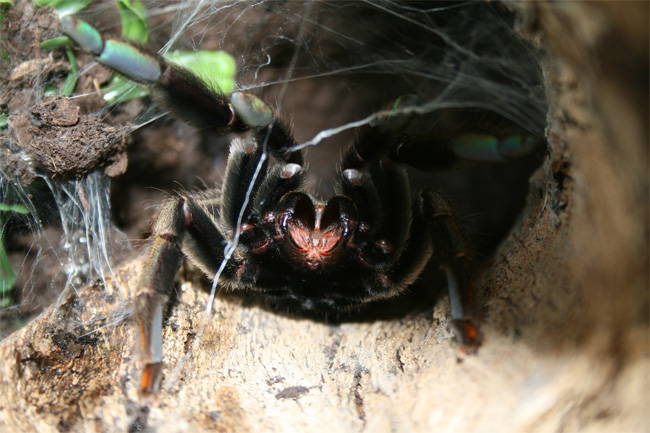 Psalmopoeus-cambridgei.cano.jpg