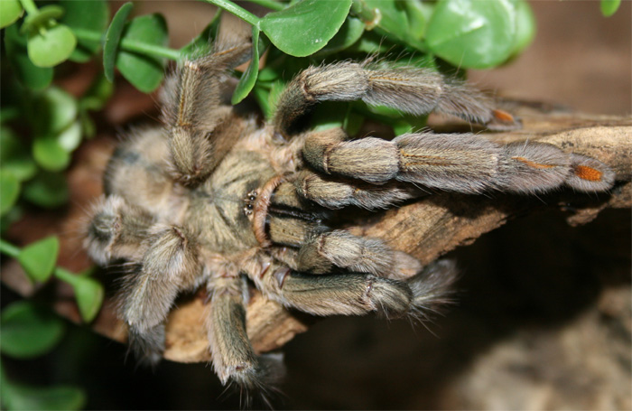 Psalmopoeus-cambridgeicanon.jpg