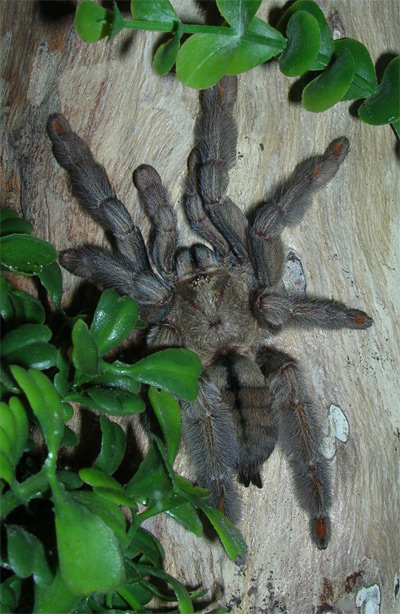 Psalmopoeus-cambridgeimuda1.jpg