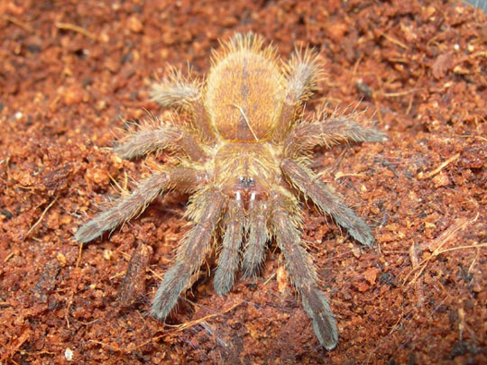 Pterinochilus murinus.jpg