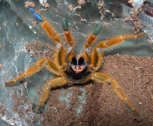 Pterinochilus murinus.jpg