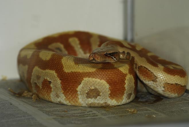 Python brongersmai albino.jpg