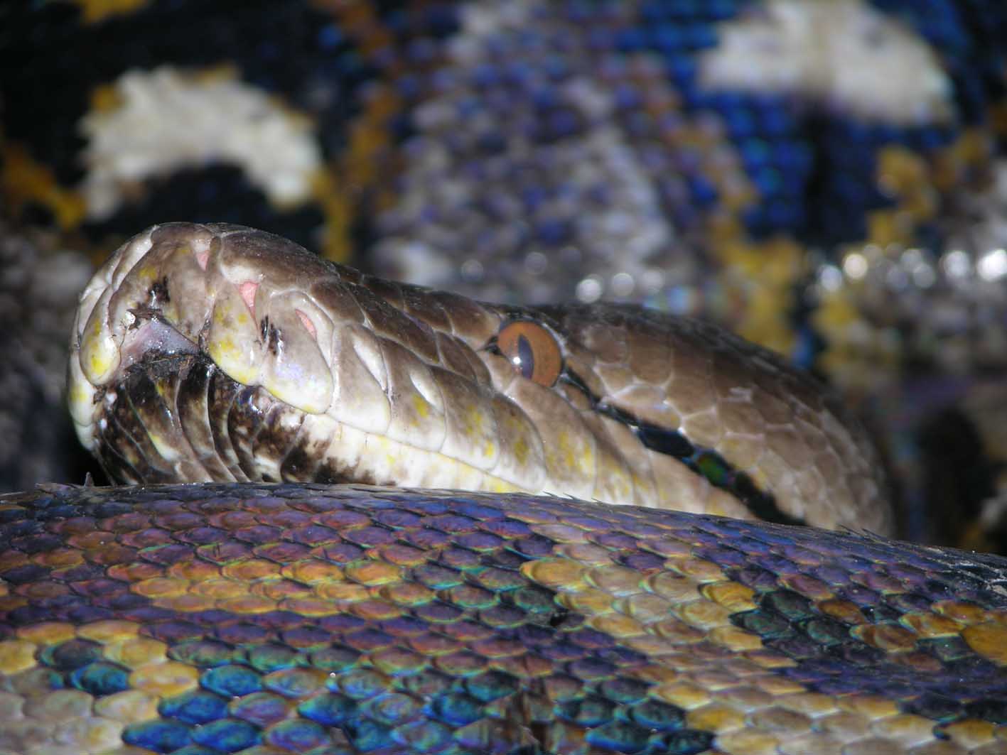 python_reticulatus_2.jpg