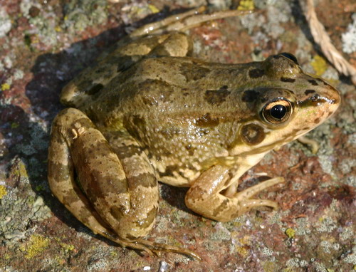 rana verde arboleda.jpg