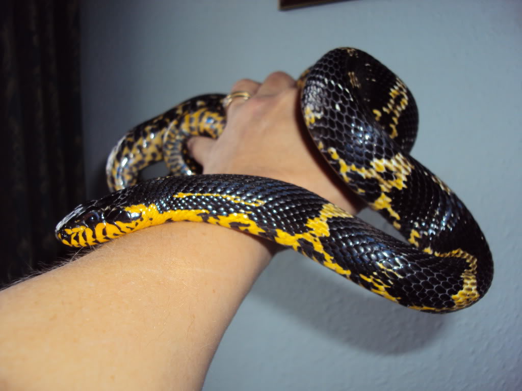 RatSnakes009.jpg