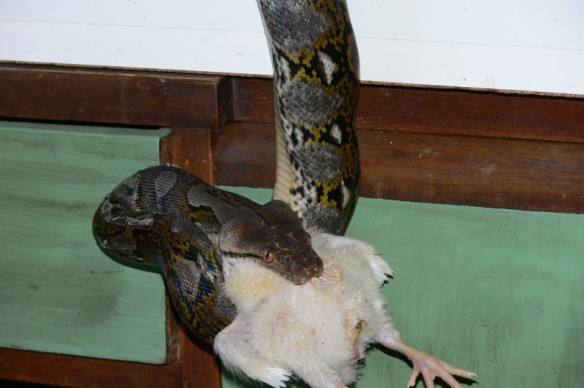 reti comiendo pollito 007.jpg