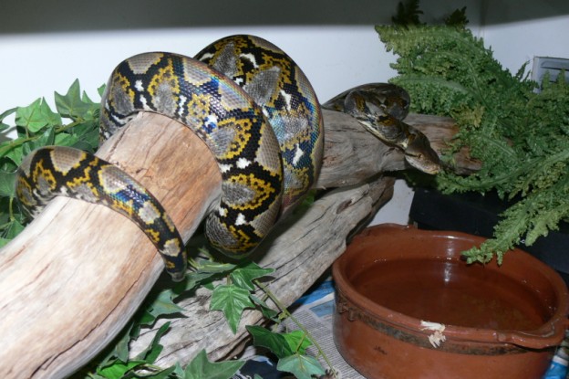 retic 016.jpg