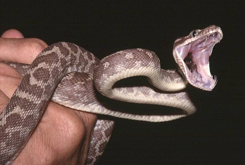 Rough Scaled Python.jpg