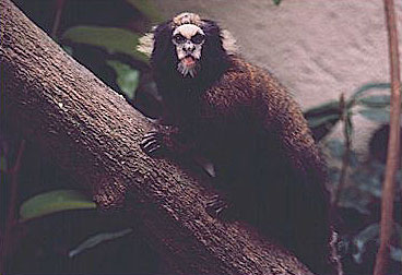 sagui.jpg