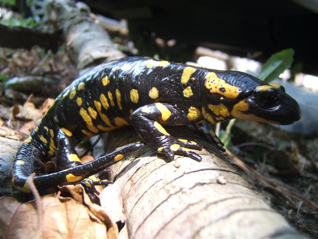 salamandra y sapo piscines 014 (Small).jpg