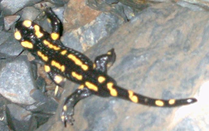 salamandra1.JPG