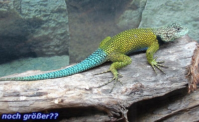 Sceloporus malachitikus.JPG