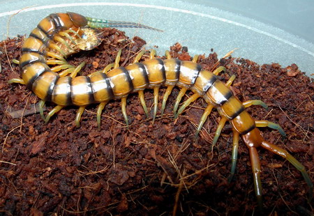 Scolopendra alternans comiendo.jpg