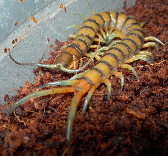 Scolopendra alternans.jpg