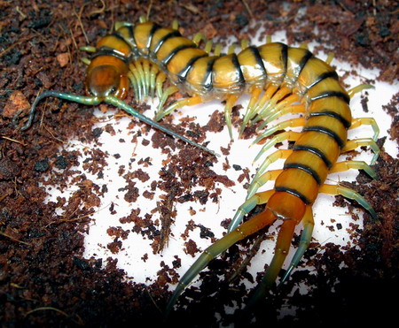 Scolopendra alternans.jpg