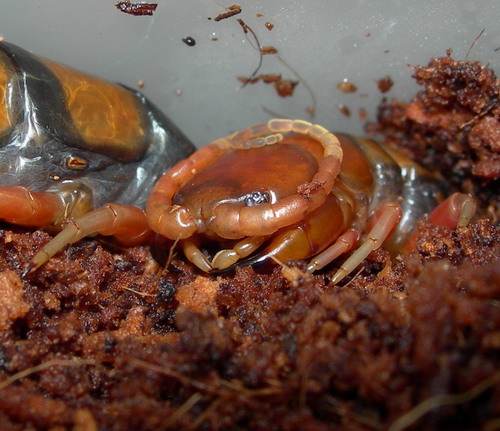 Scolopendra subspinipes philippines.jpg