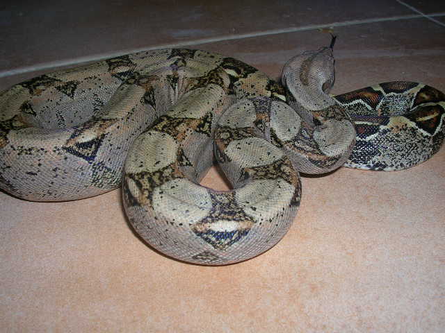 serpiente 009.jpg