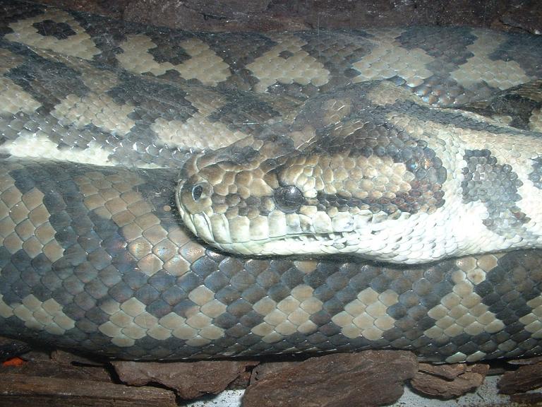 Serpiente santillana.JPG